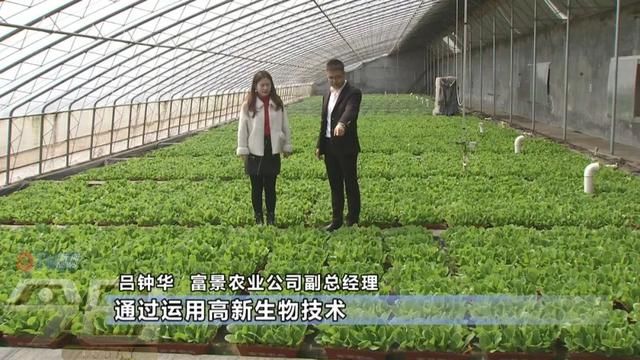  「农业生产」阳台变田园 盆栽蔬菜你家阳台有吗
