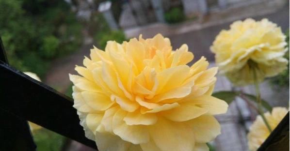  「风雨兰」适合家养的5种花卉，开花漂亮花期长，好养易爆盆，谁养谁喜欢