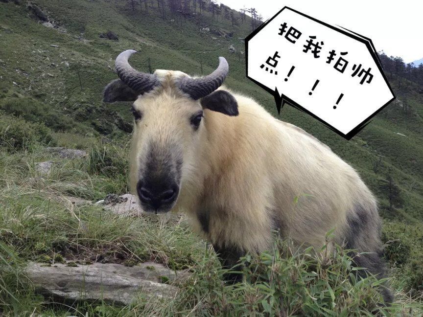 霸气羚牛哥，“奶凶”熊猫姐，神奇动物在这里!