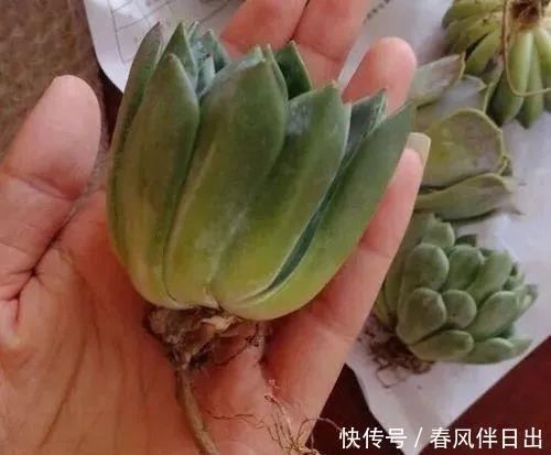 水培花瓶@总是养不好的3种花,赶紧扔水里,越长越有劲!