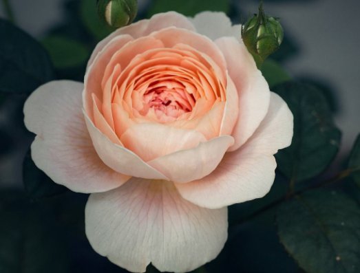  [观赏价值]此款花卉媲美玫瑰，花大色艳，观赏价值高，花型圆滚奇特惹人爱