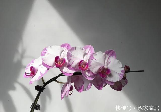 开完:开完花的蝴蝶兰叶片总是软趴趴无精神?营养消耗过度,养根是重点
