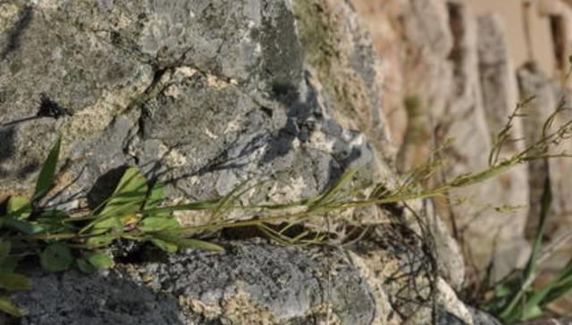  别称■1种杂草有“20厘米高”，人称“百蕊草”，采摘晾干，1斤3