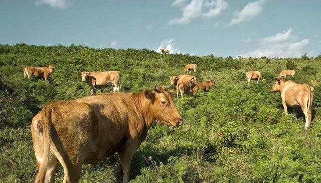  【快速】农村养牛难吗？老农教你掌握5个要点，实现快速致富