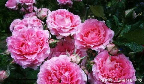 『香浓』此花号称开花机器，花大香浓，多季节开花，值得拥有！