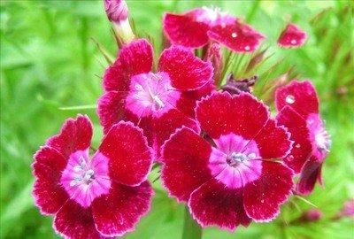  『石竹花』在家中养护花卉，就选择花量繁多，花期长，生长茂盛的花卉