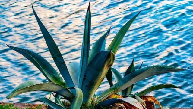  『植物』植物语言｜世纪植物龙舌兰