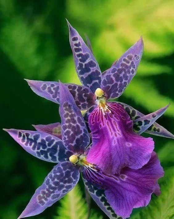  [欣赏]奇花欣赏（珍藏版）