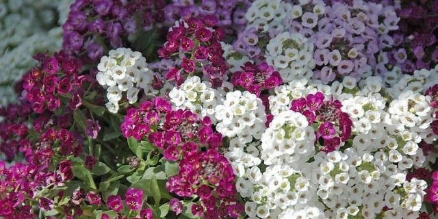  「小伙伴」这几种植物养在阳台，好养又长得好，喜欢花的小伙伴养起来吧！