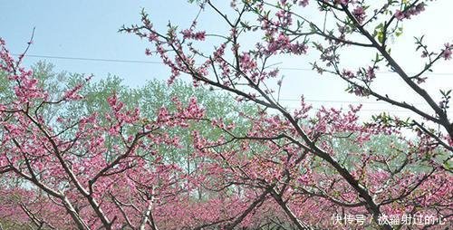 分属安徽、山东和江苏的3个县, 形成了个三角, 关系很密切