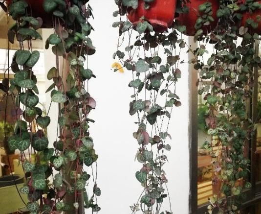  窗前：6种花适合吊起来养，挂在窗前，比窗帘还好看