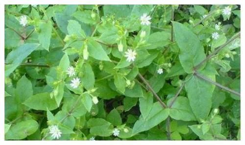 农村一种植物，以前给猪当饲料，如今市场价30元一斤成稀罕物