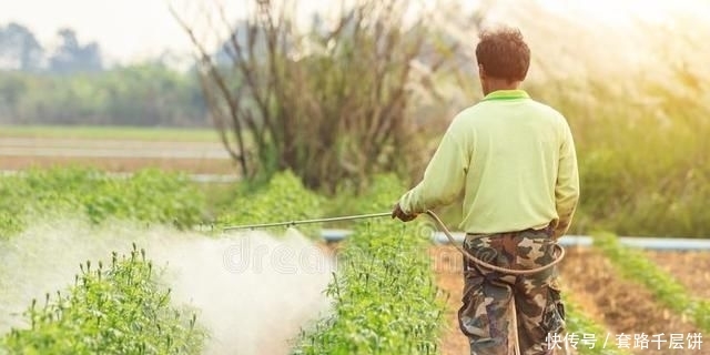 「寿菊种」万寿菊,不仅观赏价值高,还可食用,除此之外别的作用你知道吗?