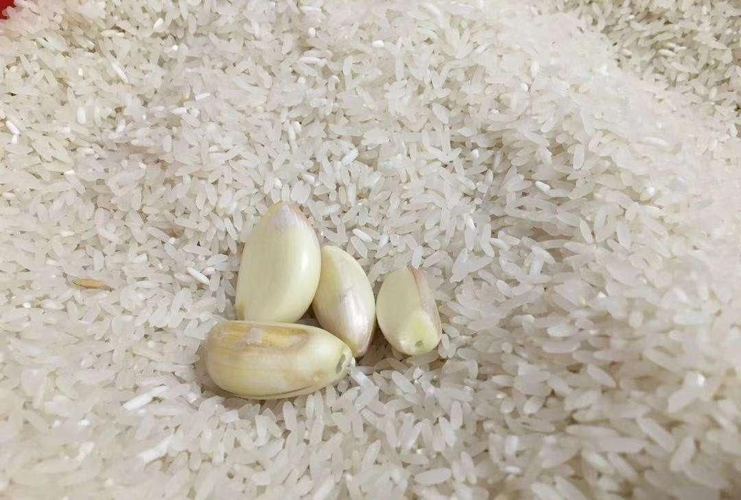  味道■天气变热，大米容易生“米虫”？大米里面放点它，易保存还不变质