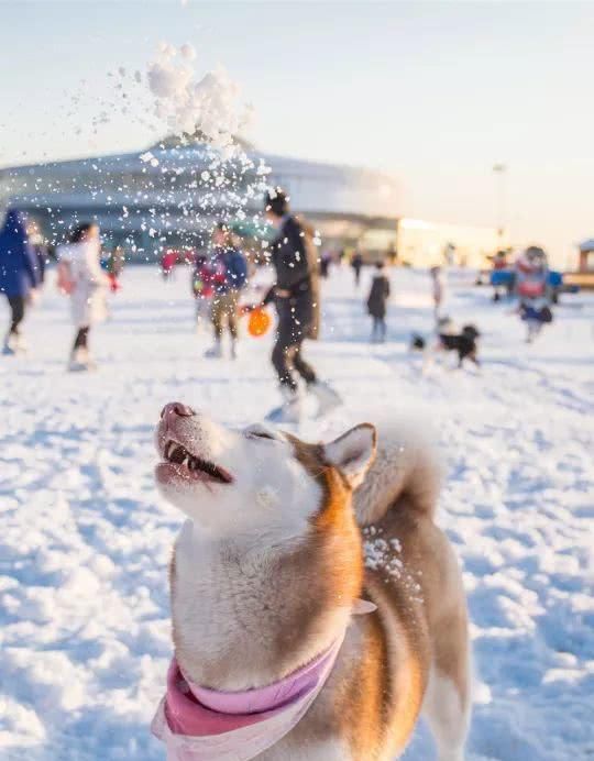 网红打卡地“雪乡”迎大雪！延吉朋友！这你准备好赴北国童话之约