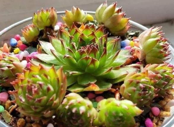  『肉界』5种“爱爆崽”的多肉，多肉界“超生游击队”，“粗养”生出一窝