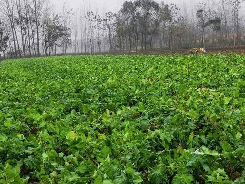  生长周期■农民种植这种蔬菜，生长周期60天，亩产6千斤，能赚多
