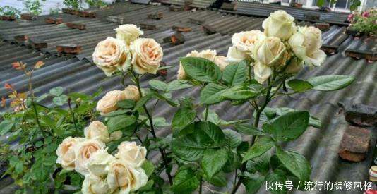  『盆栽』此花高贵典雅，好养花期长，开花颜值高，是阳台盆栽佳品