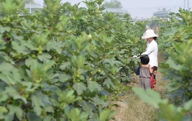  当年■种下当年即可挂果，采摘期长达半年，很多人跟风做采摘园