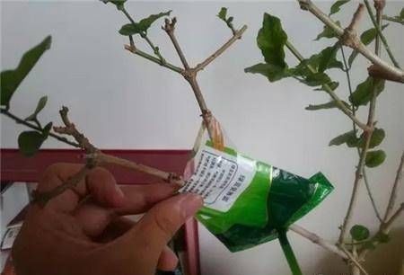 #拥有#5种压条方式,让你迅速拥有新的植物!