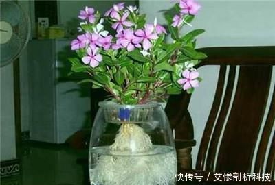  #玻璃容器#蝴蝶兰能水培吗