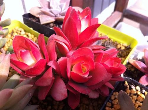  #伸手党#朋友圈里多“微商”，再也不晒“多肉”