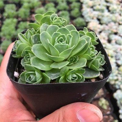  「向花盆四周」莲花掌，叶片呈莲座状排列，盆栽要如何管理