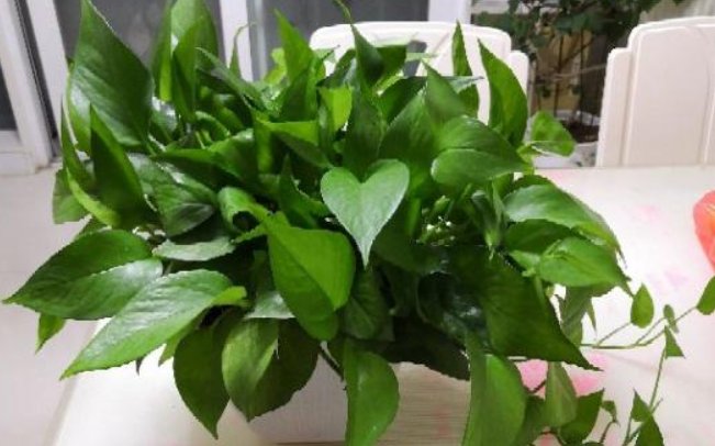「绿萝」绿萝可是植物界有名的'小酒鬼',给绿萝喝一勺,叶子绿的滴油
