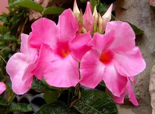  「超级」家里阳台就摆这些花，不愁赏花，清新漂亮，花朵稠密，超级美