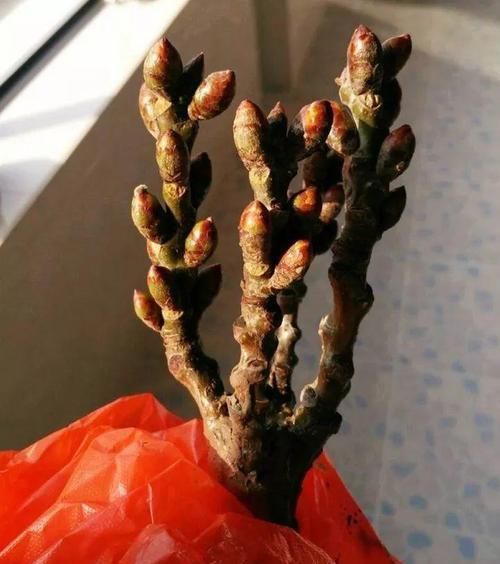 朱顶红：看见这花可别买，忍住，小心被忽悠，花钱买气受！