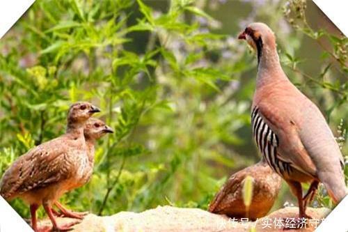  创业者|养殖为农村创业者打开创业之路，这三个养殖很稳妥，可考