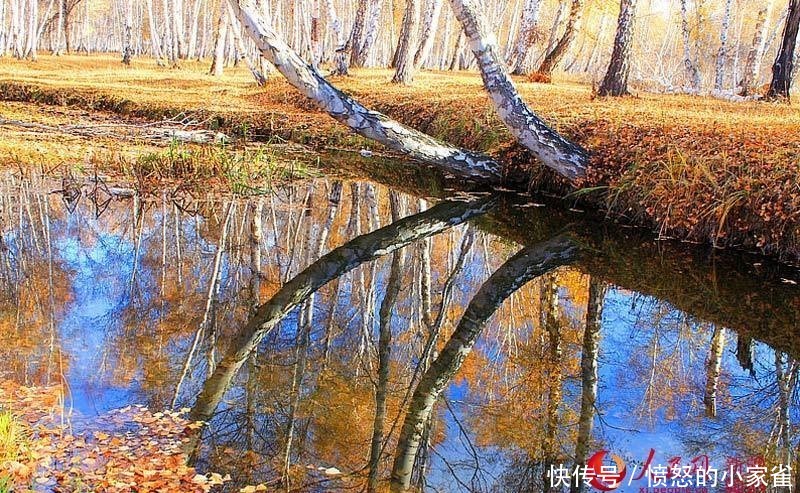 新疆哈巴河县：金秋油画白桦林