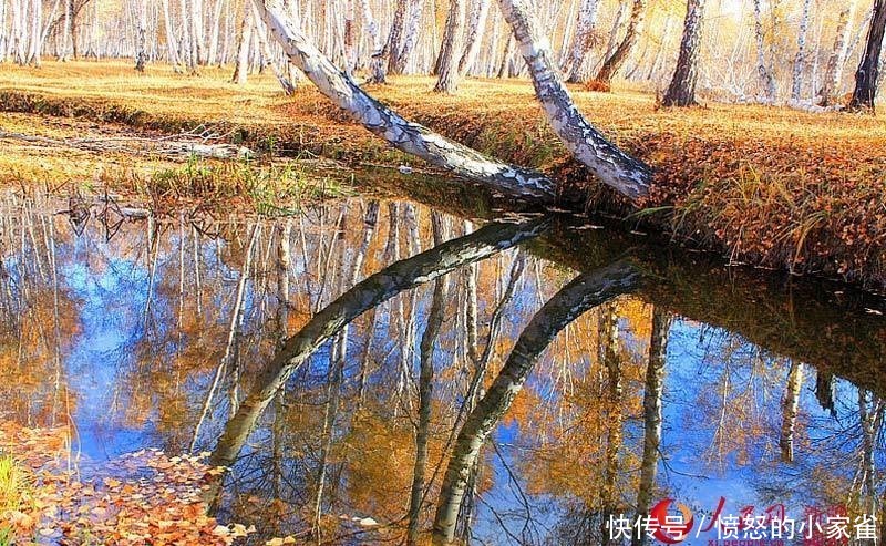 新疆哈巴河县:金秋油画白桦林