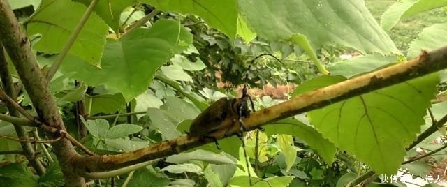  「构树果」浑身是宝，却丝毫不受待见，农村这种树木为何会沦落到这般田地？