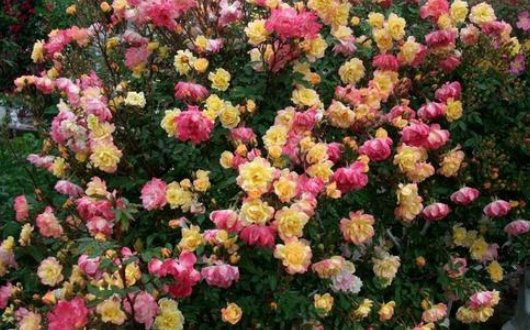  #干旱#喜欢养花？不如养一盆“彩虹藤”，既耐寒又耐干旱，四季开花不断