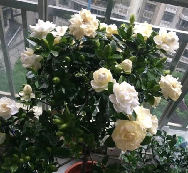  洗根处理■买回来的栀子花换盆以后可以二次换盆吗？不要太折腾，彻底洗根吧