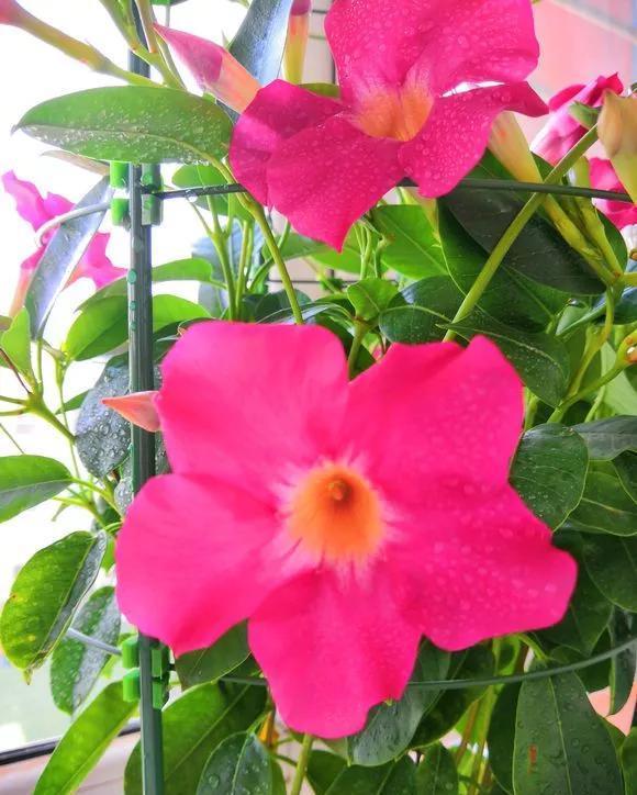  『长春花』6种花喜欢晒太阳，越晒花越多，一开200天不歇气！