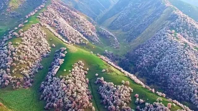 「塞外江南·诗画伊犁」从3月起，伊犁河谷将陆续进入花海世界！