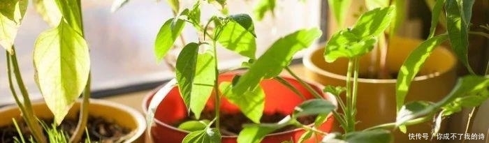 适合|可以给室内增湿的几种植物,很适合养在家里