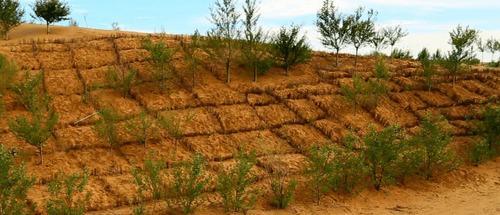 致敬中国“治沙人”：30年种8亿棵树，拯救了沙漠附近10万居民！