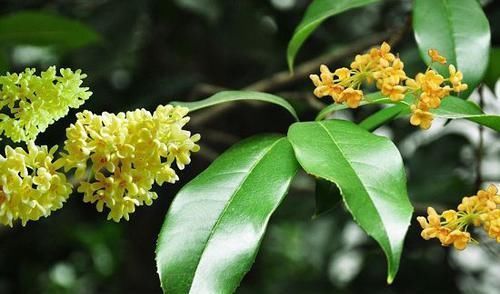  #桂花#家门前别乱种树，这3种树镇宅又养人，很多人都忽视了