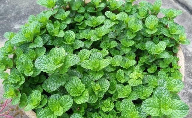  紫花地丁|农村有哪些野菜对嗓子比较好？