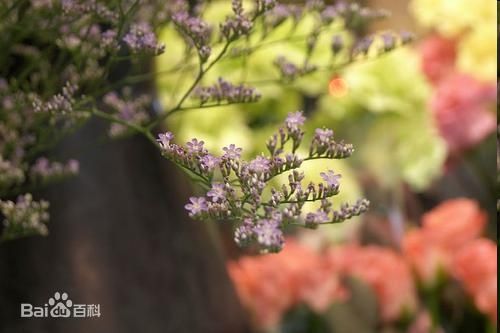 「花色」每日一花 | 小星辰花:花朵小、花色紫白,细柔飘逸…