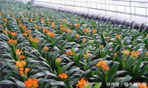 播种|君子兰盆栽美自然卖得贵,不如自己“种”,准备种子就成苗