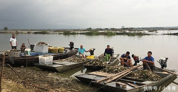 “黑水”过境！江苏泗洪万亩养殖螃蟹死绝，渔民痛哭
