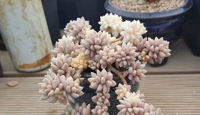  #就像#老贵老贵的多肉老桩,费钱也要养几盆!