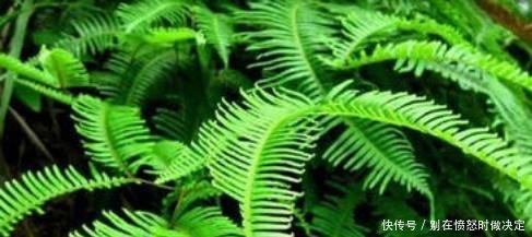  「殊不知」农村山区常见的野草,以前拿来当柴烧,殊不知称为探金草！