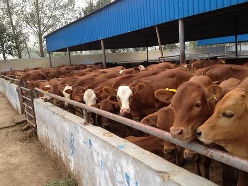  利润@养10头牛能够赚5万，为何养100头牛，利润远远低于50万？