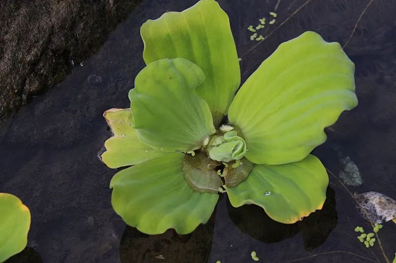 农村水里一种“白菜”，农民对它深恶痛绝，却摇身一变成稀罕盆栽