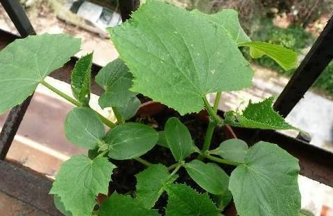  『营养』阳台盆栽种菜好看实用，首选4种果蔬，生吃健康营养又美味